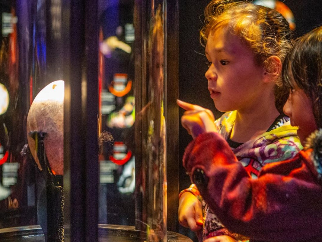 Te Kōhanga | Nest Looking at moa egg 2019. Te Papa