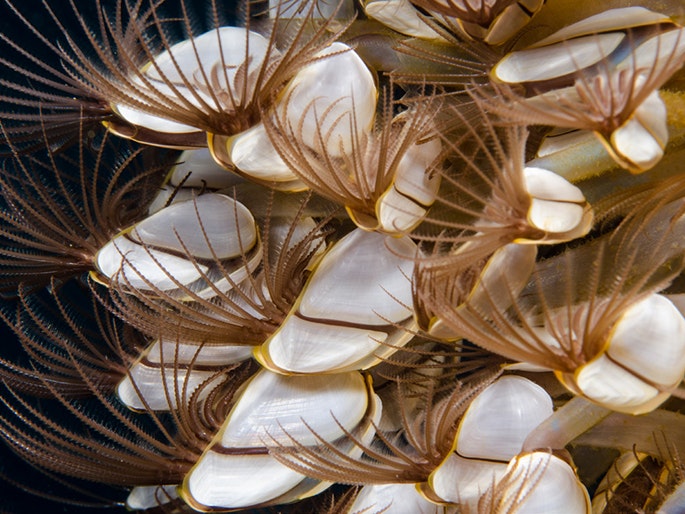 Barnacle cirri barnacles with fringes fanning out