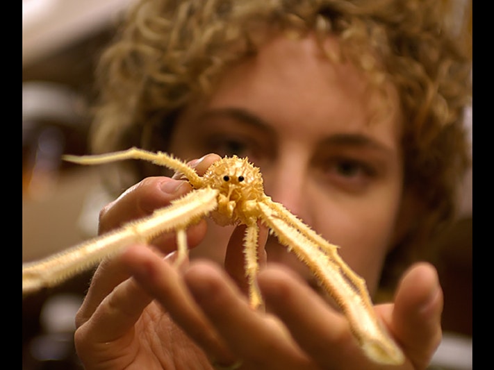 Kareen holding a squat lobster. Photo by Alan Blacklock. NIWA A woman's head and hand holding a small lobster up to the camera. The lobster is in focus and she is blurry.