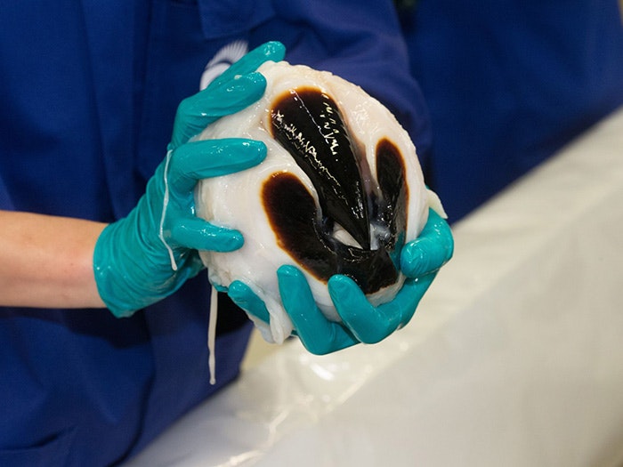 Colossal squid beak, 2014. Photograph by Norm Heke. Te Papa A scientist holds a colossal squid beak