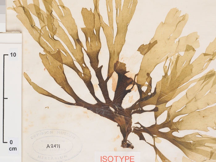 Spatoglossum chapmanii Lindauer, collected 17 Oct 1945, Pegasus Harbour (= Port Pegasus), New Zealand. CC BY-NC-ND licence. Te Papa (A002471) Spatoglossum chapmanii Lindauer, collected 17 Oct 1945, Pegasus Harbour (= Port Pegasus), New Zealand. CC BY-NC-ND licence. Te Papa (A002471)