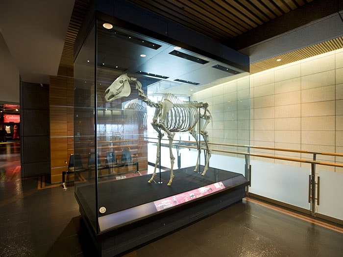 Horse, Equus caballus, collected 05 Apr 1932, Menlo Park, California, United States of America. Gift of DJ Davis and HR Telford, 1932. CC BY-NC-ND licence. Te Papa (LM000760) Skeleton of a horse in a glass box