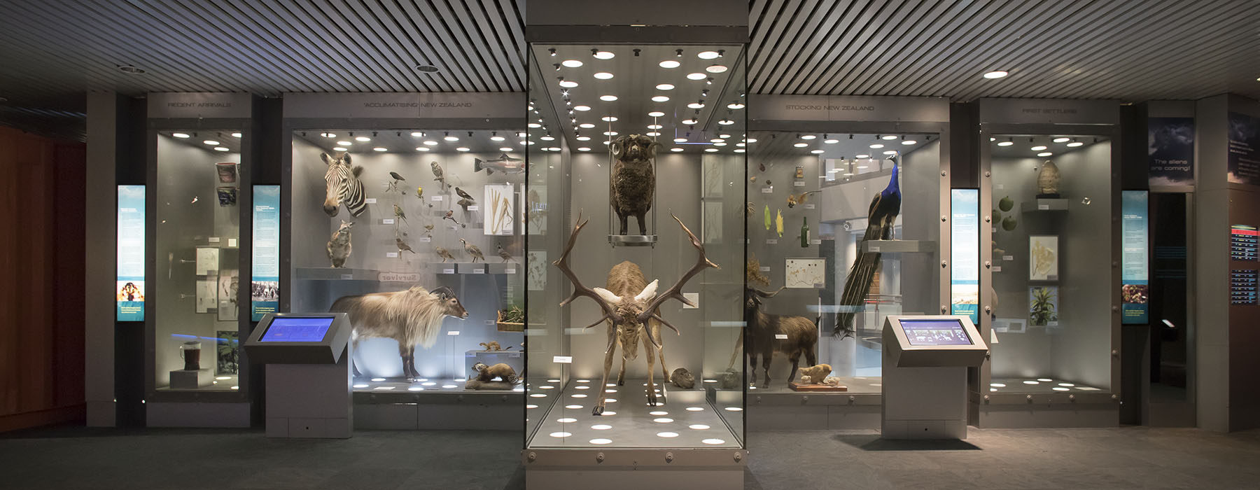 Multiple glass-fronted cases against a wall display an array of items, from birds and sheep, to a bottle of wine and a blender