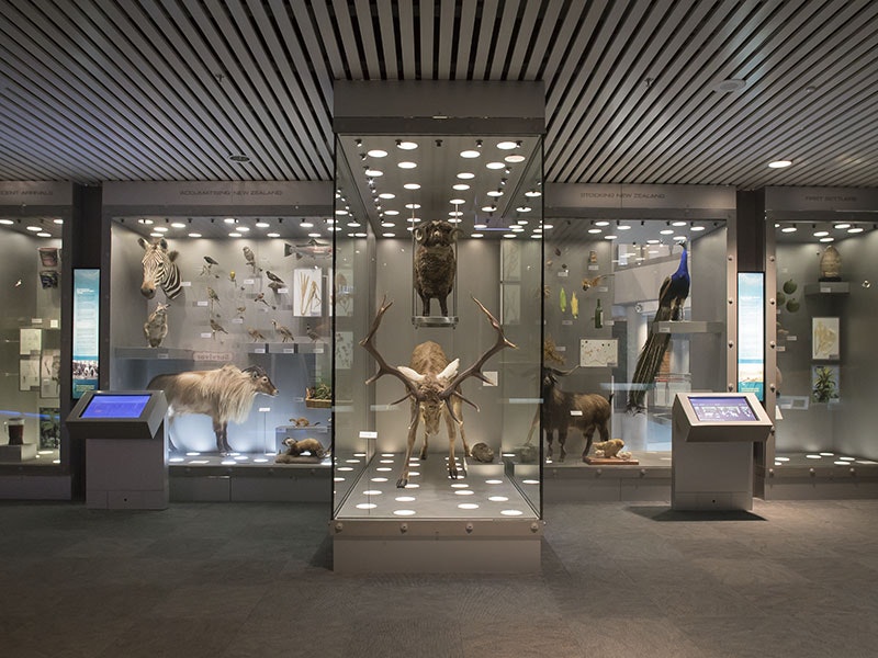 Multiple glass-fronted cases against a wall display an array of items, from birds and sheep, to a bottle of wine and a blender