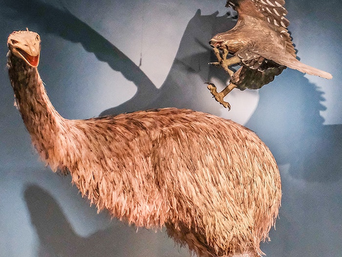 Giant moa and Haast's eagle in Blood Earth Fire, 2017. Photograph by Rachael Hockridge. Te Papa Giant moa and Haast's eagle in Blood Earth Fire