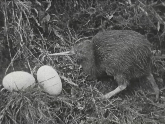 Kiwi with eggs. Still from Filming the elusive kiwi in the 1940s. Te Papa Black and white photo of a live kiwi with eggs surounded by grass.