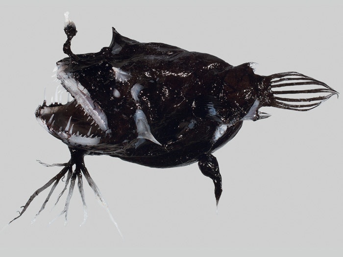 Bearded anglerfish (Linophryne densiramus). Photograph by Carl Struthers. Te Papa Black bearded fish