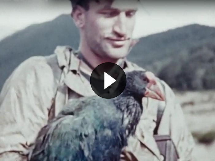 Member of the expedition holding a takahē Member of the expedition holding a takahē