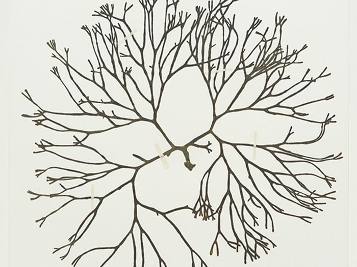 Codium gracile (O.C.Schmidt) Dellow, collected 03 Sep 1937, Bay of Islands, New Zealand. CC BY-NC-ND licence. Te Papa (A020496) Codium gracile collected by Victor Lindauer