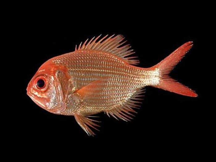 Golden snapper, Centroberyx affinis (Gunther, 1859), collected 17 Feb 1986, Off the East side of Mayor Island, Bay of Plenty, New Zealand. CC BY-NC-ND licence. Te Papa (P.018167) Golden snapper