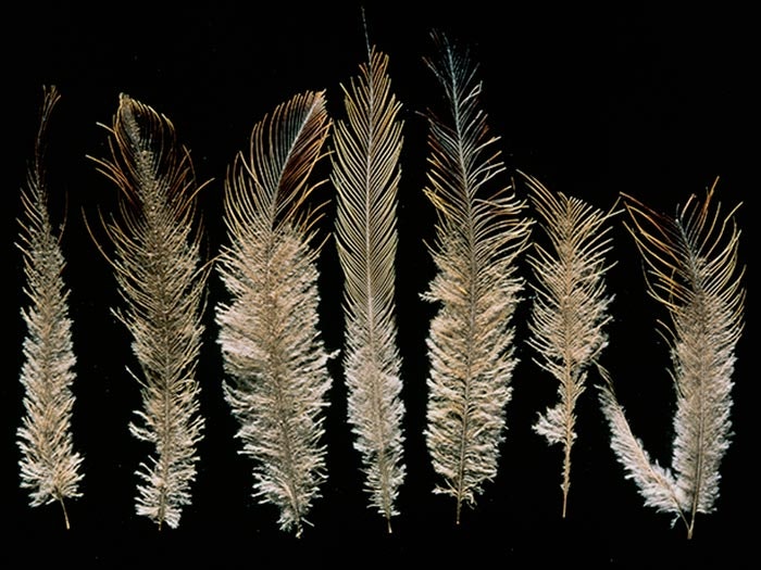 Upland Moa, Megalapteryx didinus, collected 1949, Takahe Valley, Fiordland, New Zealand. CC BY-NC-ND licence. Te Papa (S.027950) Feathers from an upland moa