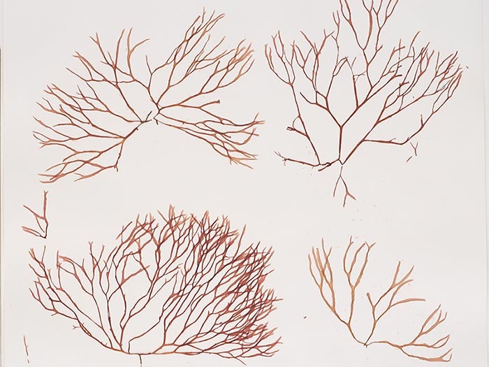 Nesophila hoggardii W.A.Nelson & N.M.Adams, collected 17 May 1988, Poor Knights Islands, New Zealand. CC BY-NC-ND licence. Te Papa (A020022/A) Nesophila hoggardii isotype