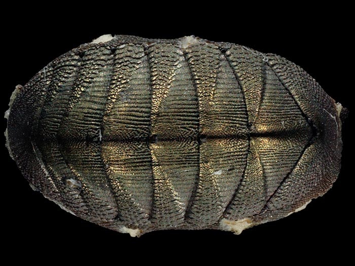 Marine mollusc, Lepidozona beui O'Neill, 1987, collected 10 Mar 1976, off Kahurangi Shoals, NW of Kahurangi Point, New Zealand. CC BY-NC-ND licence. Te Papa (M.084053) Marine mollusc