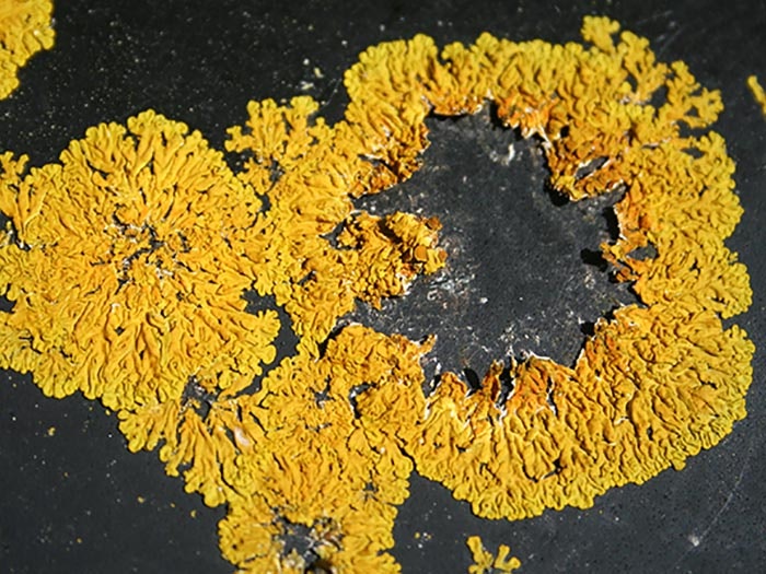 Xanthoria ligulata (Körb.) P.James, collected 04 Dec 2013, Snares Islands, North East Island, Station Point, near top hut., New Zealand. Field collection 2014. CC BY-NC-ND licence. Te Papa (L007463) Xanthoria ligulata lichen