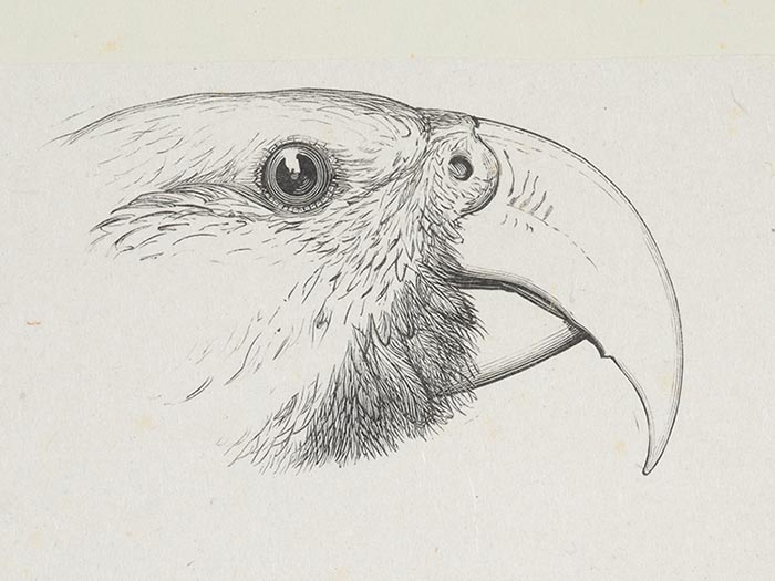 Kākā drawing