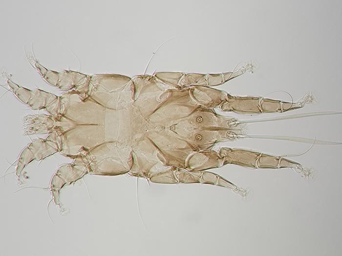 Alloptes (Conuralloptes) aechmorhynchi Mironov and Palma, 2006, collected 02 Jun 1922, Maria Island ( Moerenhout ) Tuamotu Islands. CC BY-NC-ND licence. Te Papa (AA.000165) Feather mite