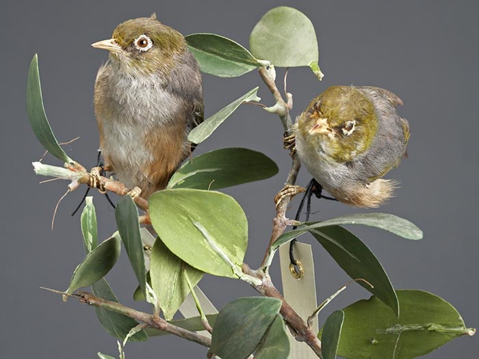 Silvereye , Zosterops lateralis lateralis, collected no data, New Zealand. Acquisition history unknown. CC BY-NC-ND licence. Te Papa (OR.014290) Silvereyes on branch