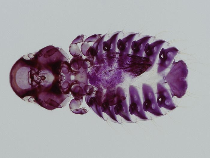 Yellow-eyed penguin louse, Austrogoniodes vanalphenae Banks & Palma, 2003, collected 26 Apr 1968, Kaikoura, Marlborough, New Zealand. CC BY-NC-ND licence. Te Papa (AI.012592) Louse
