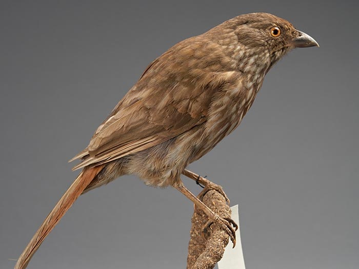 South Island Piopio, Turnagra capensis, collected no data, New Zealand. Purchase 1912. CC BY-NC-ND licence. Te Papa (OR.000209) Mounted piopio