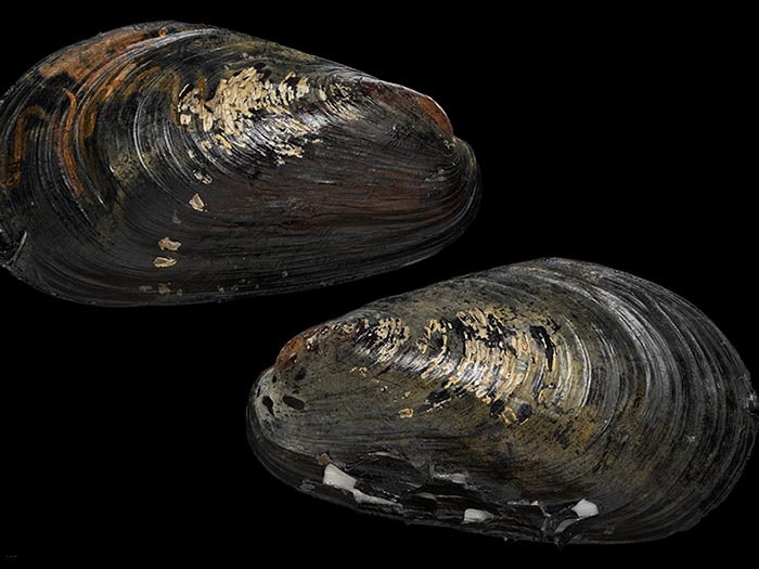 Vulcanidas insolatus Cosel & B. Marshall, 2010, collected 10 May 2002, Kermadec Ridge, Macauley Cone, summit crater, New Zealand. CC BY-NC-ND licence. Te Papa (M.296656) Large mussel specimen