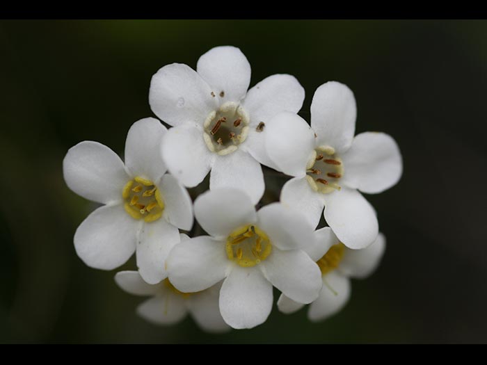 Forget-me-nots