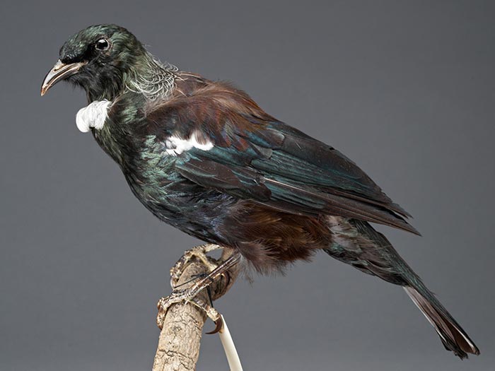 Mounted Tūī