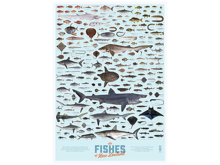 Fishes of New Zealand poster Fishes of New Zealand poster