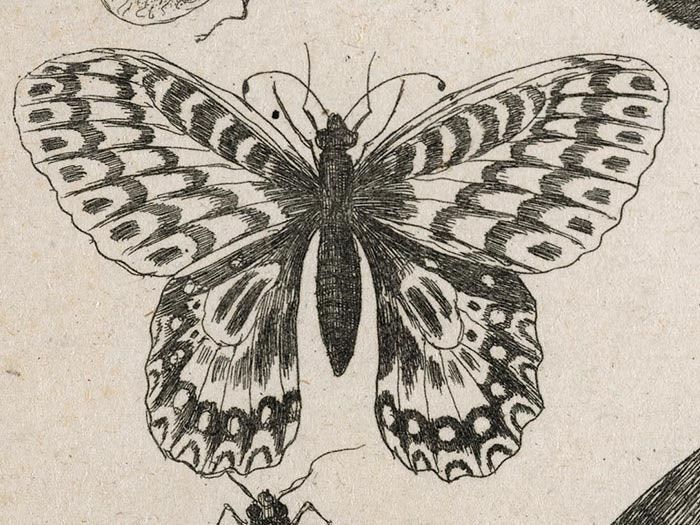 Muscarum scarabeorum... varie figure. Plate 9. Three moths, two butterflies, and a bumble-bee., 1646, Flanders, by Wenceslaus Hollar. Gift of Bishop Monrad, 1869. Te Papa (1869-0001-173) 17th century insect image