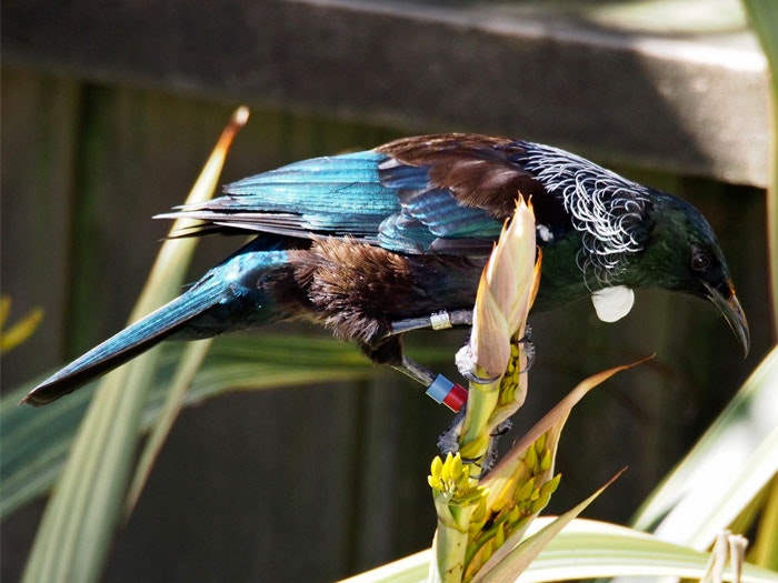 Banded tui. Photograph by and courtesy of Peter Reese. Banded tui. Photograph by and courtesy of Peter Reese.