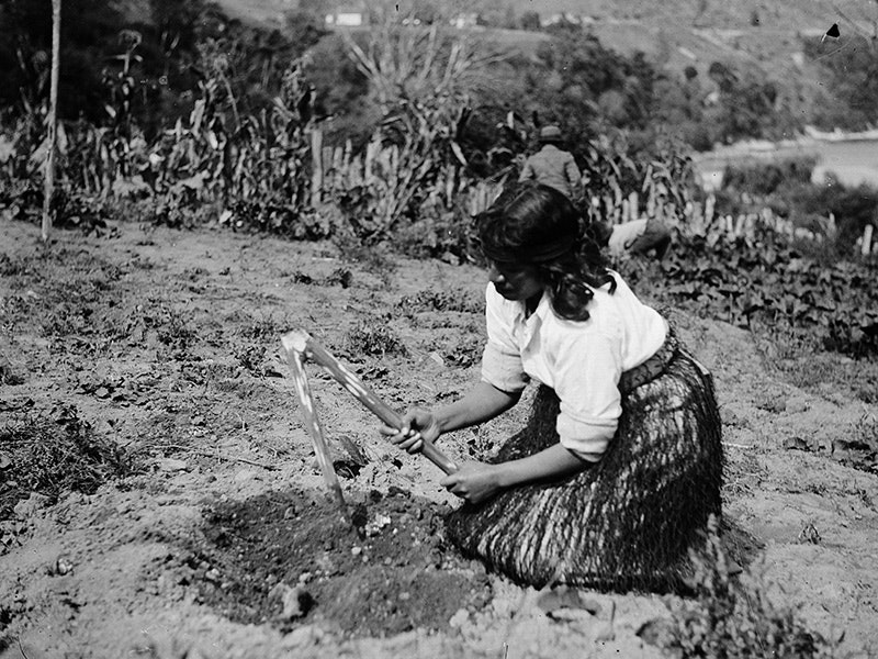 Māori woman gardening with a timo, date unknown. Photograph by Lindsay Charles. Te Papa Māori woman gardening with a tool called a timo