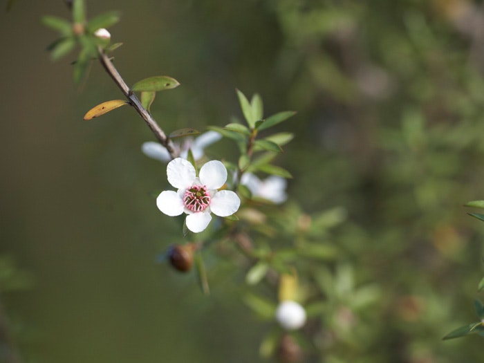 Manuka, Leptospermum scoparium J.R.Forst. & G.Forst., collected 02 Apr 2009, southern Wairarapa, New Zealand. CC BY-NC-NDCC licence. Te Papa (SP087325) Manuka, Leptospermum scoparium J.R.Forst. & G.Forst., collected 02 Apr 2009, southern Wairarapa, New Zealand. CC BY-NC-NDCC licence. Te Papa (SP087325)