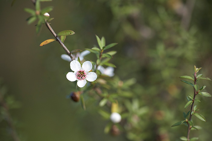 Mānuka flower