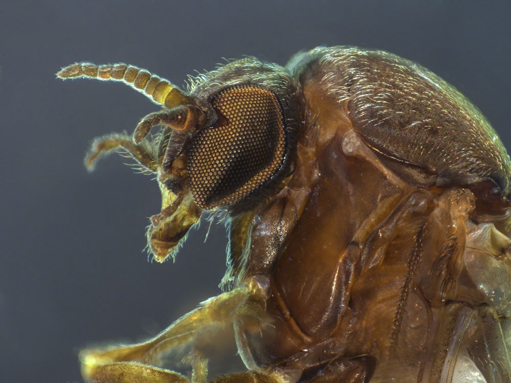 A sandfly up close, 2018. Photo by Jean-Claude Stahl. Te Papa A close-up photo of a sandfly