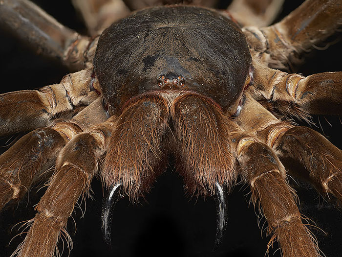 Close-up of king baboon spider