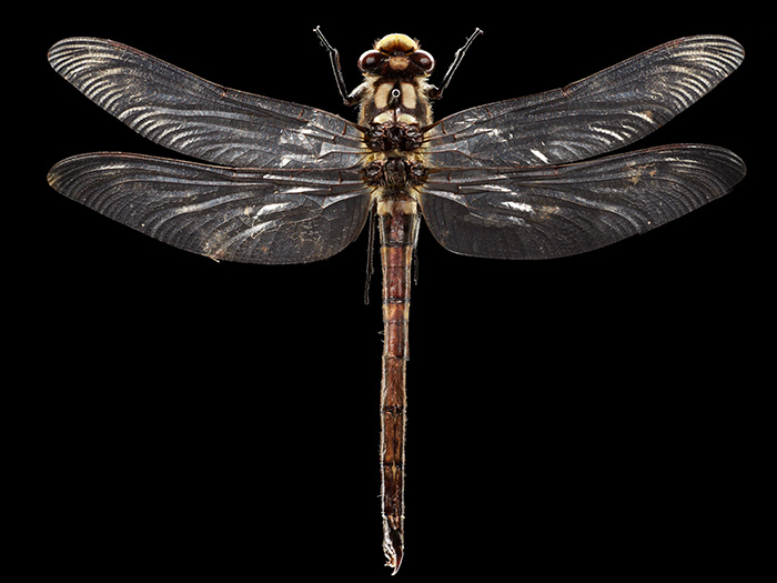 Dragonfly