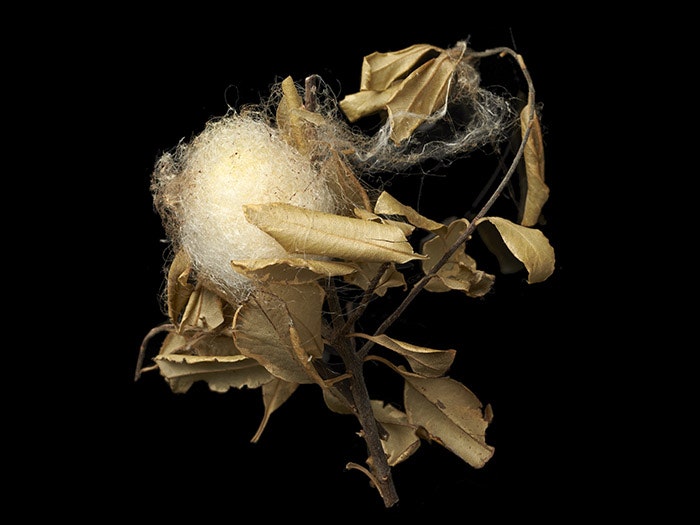 Golden orb-weaver’s egg sac, 2016. Te Papa Golden orb-weaver’s egg sac