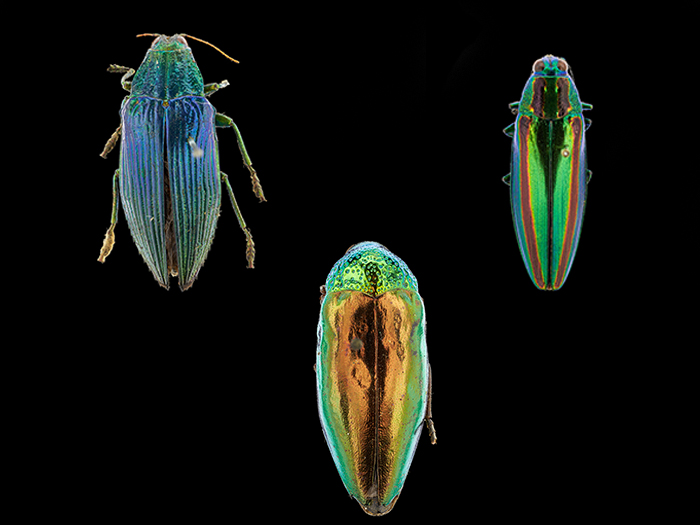 Jewel beetles