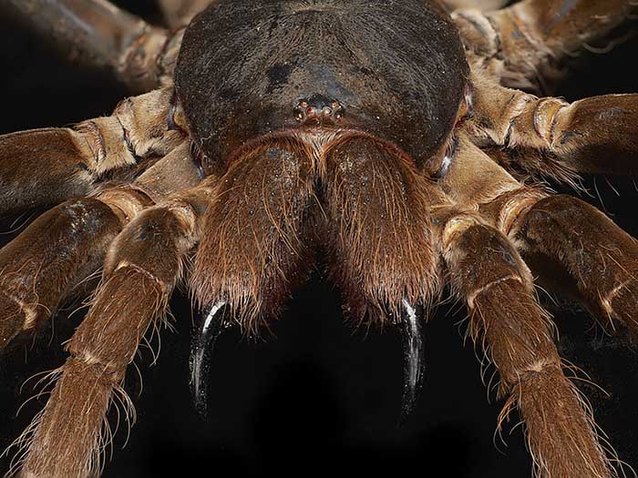 King baboon spider