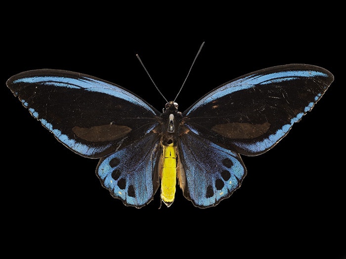Priam's blue birdwing, 2016. Te Papa Priam's blue birdwing butterfly