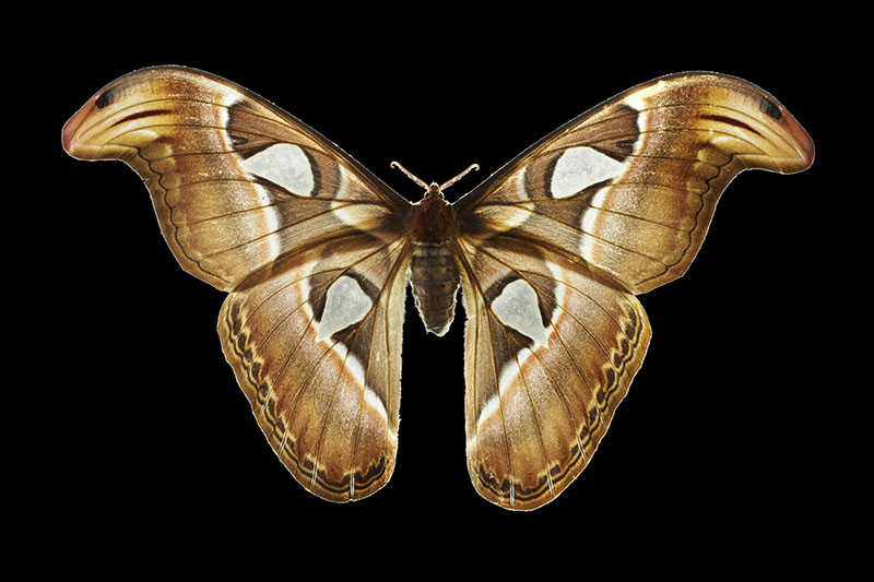 Atlas moth