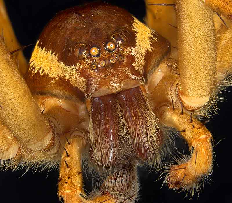 Dondale's water spider