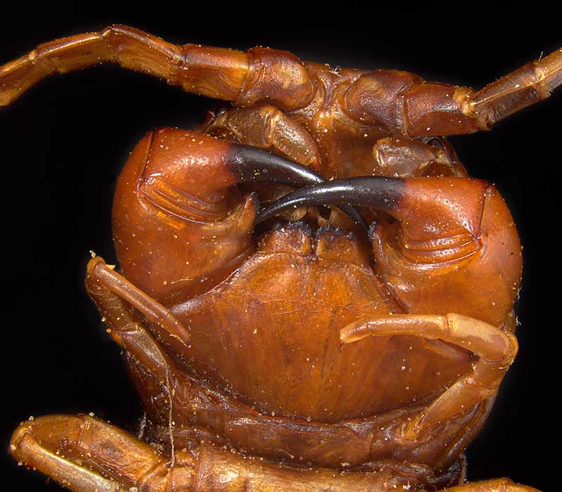 New Zealand giant centipede