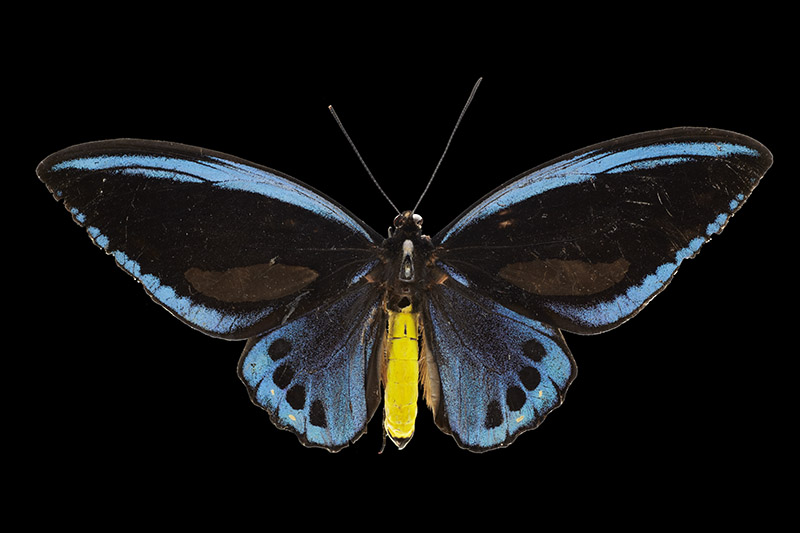 Priam's blue birdwing