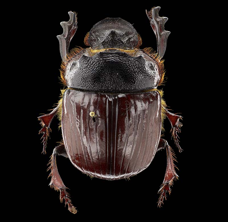 Dung beetle