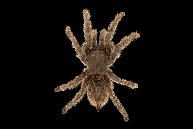 Chilean rose tarantula