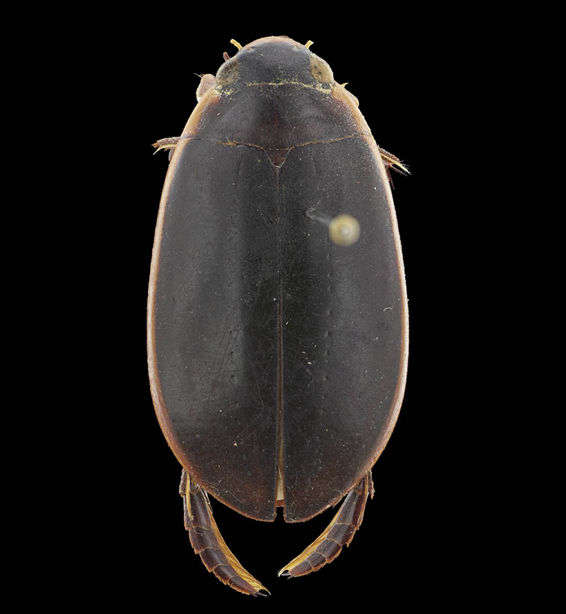 Diving beetle