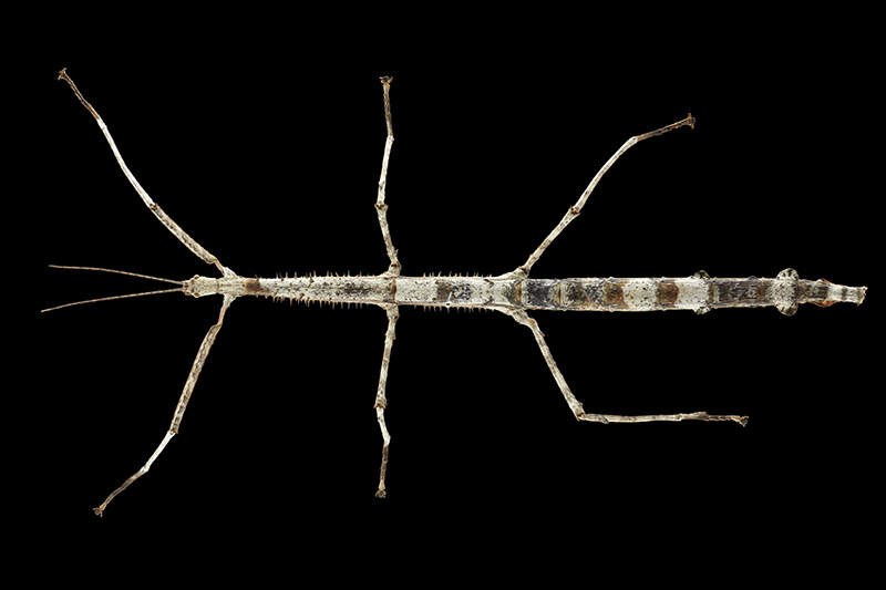 Giant stick insect