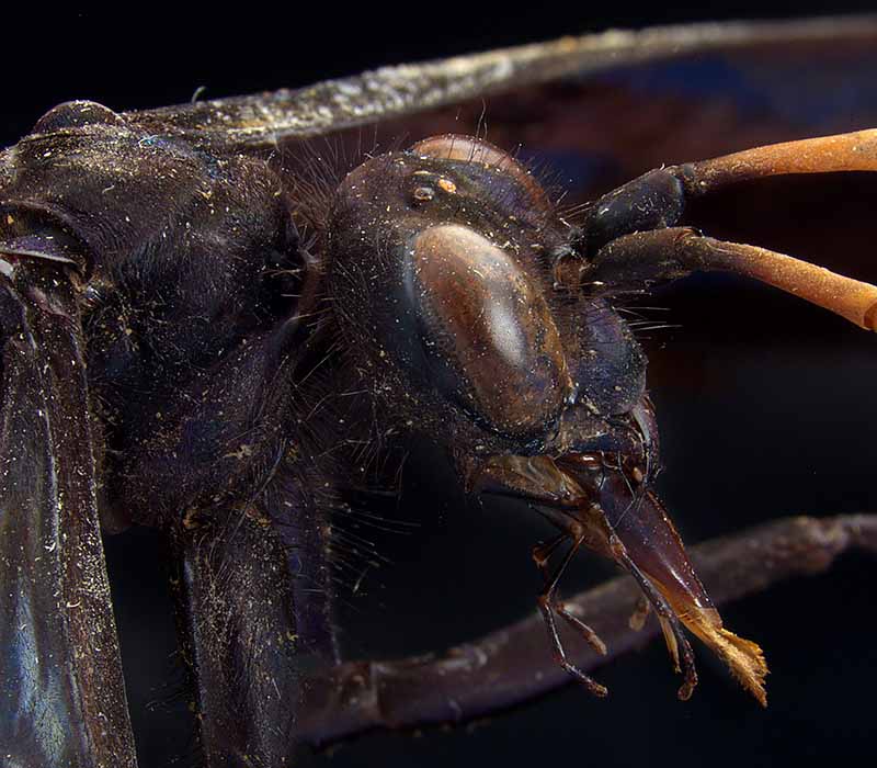 Tarantula hawk