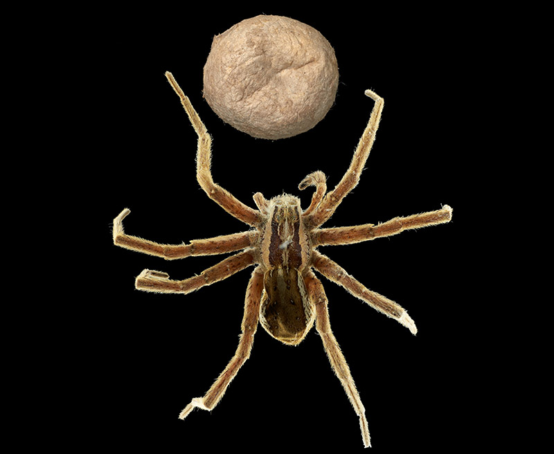 Nursery web spider and egg sac