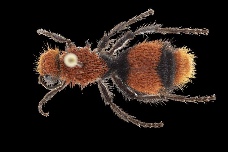 Velvet ant